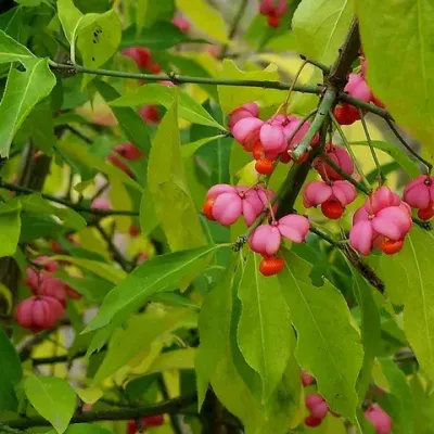 Euonymus europaeus feuilles fruits